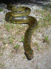 Green Anaconda Amazon Rainforest Deadly Giant Snake Facts
