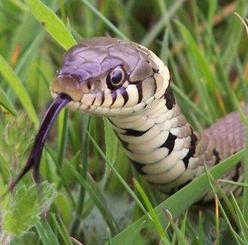 snake facts snakes grass antarctica eat