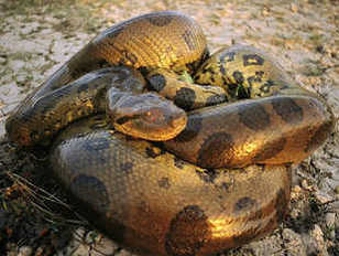 Biggest Snakes In The World Snake Facts
