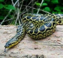 Yellow Anaconda Snake Facts