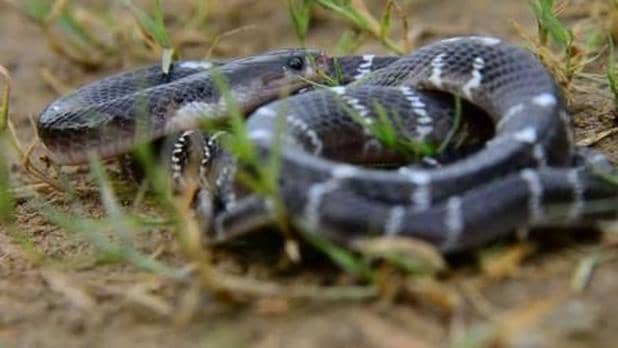 Common or indian Krait in the wild