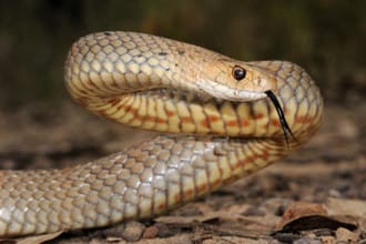 Fascinating Facts about the Eastern Brown Snake