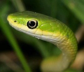 Rough green snake head
