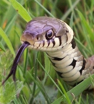 Grass Snake Snake Facts