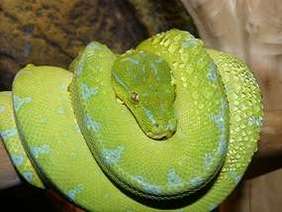 Green Tree Python coiled