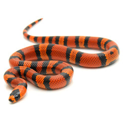 Honduran milk snake (Lampropeltis triangulum hondurensis)