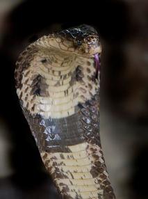 Monocled Cobra - Naja kaouthia