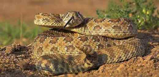 Prairie rattlesnake (Crotalus viridis)