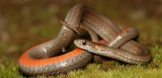 red-bellied snake coiled