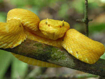 Eyelash pit viper - bothriechis-schlegelii