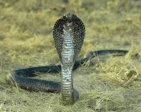 King cobra snake