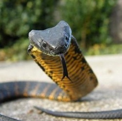 Tiger snake (Notechis scutatus)