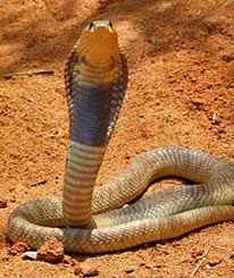Egyptian cobra snake