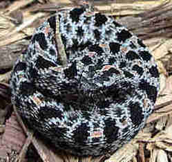 Pigmy rattlesnake coiled