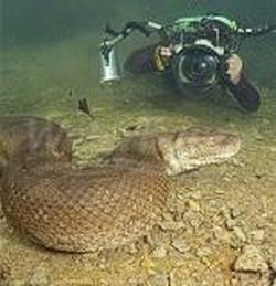 Green Anaconda underwater