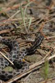 Pigmy rattlesnake