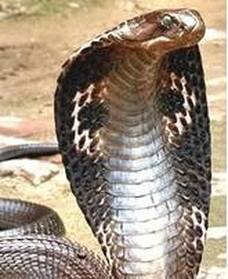 Cobra snake hood