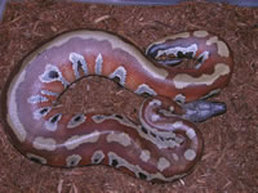 Blood python (Python brongersmai)
