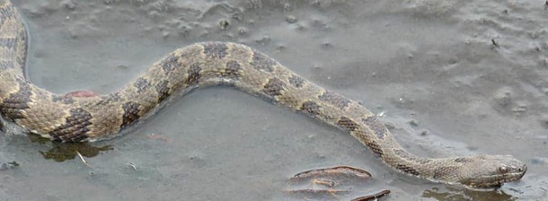 Brown water snake in water
