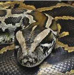Burmese Python - Python molurus bivittatus