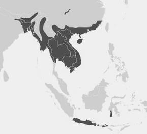 Burmese Python range