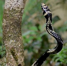 caninana snake