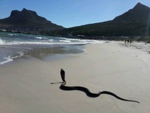 Cape cobra at the beach in South Africa