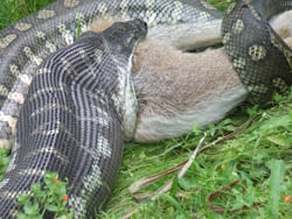 Carpet python eating a Red-Necked wallaby