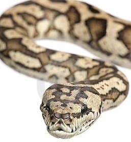 Carpet python (Morelia spilota variegata)