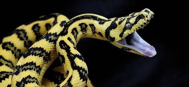 Jungle Carpet Python Striking