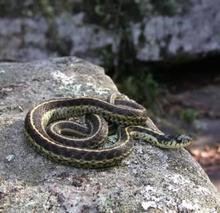 Eastern garter snake in a rock