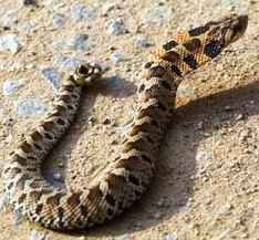 Eastern hognose puffing and hissing