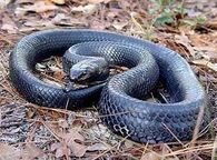 Eastern indigo snake