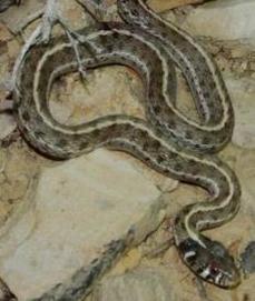 California Red-Sided garter snake