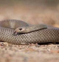 eastern Brown Snake