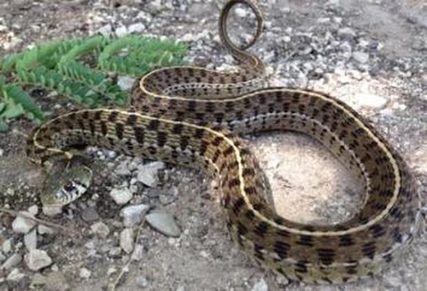 California Red-Sided garter snake in the ground