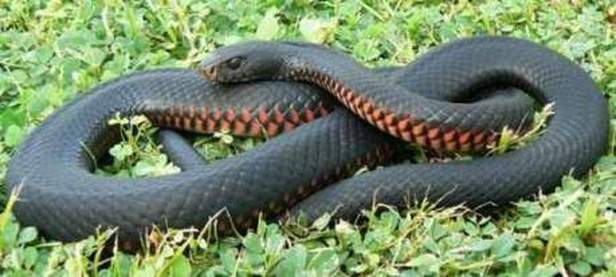red-bellied black snake coiled