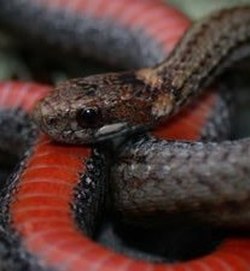 red-bellied black snake (Pseudechis porphyriacus)
