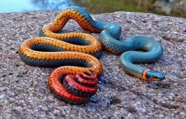ringneck snake (Diadophis punctatus)
