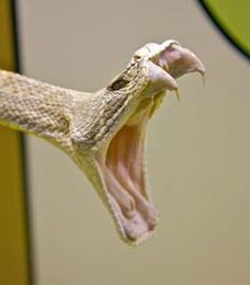 Venomous snake fangs