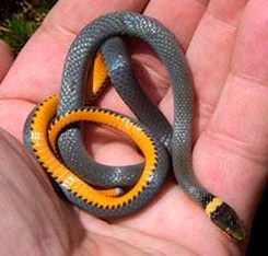 Small ringneck snake in hand