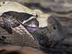 Gaboon viper feeding