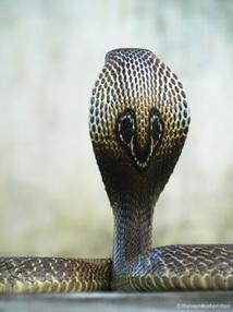 Indian cobra hood markings