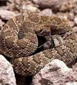 Mojave rattlesnake (Crotalus scutulatus)