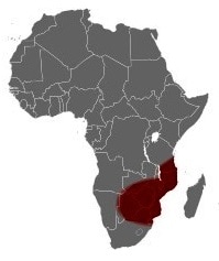 Mozambique spitting cobra range