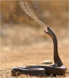 Mozambique Spitting Cobra 