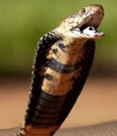 Mozambique Spitting Cobra head
