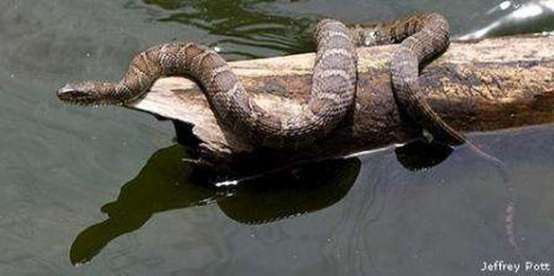 Northern water snake on log