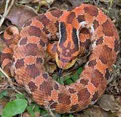 Eastern hognose snake (Heterodon platirhinos)