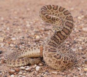Prairie rattlesnake ready to strike